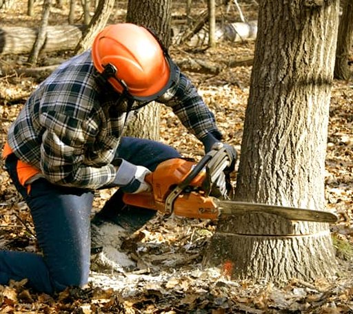 Tree Removal in Anderson, CA